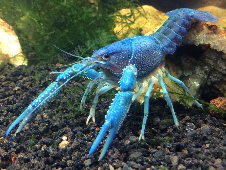 Electric Blue Crawfish