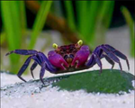 Black & Purple Vampire Crab