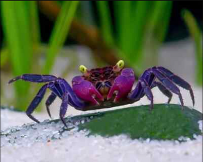 Black & Purple Vampire Crab