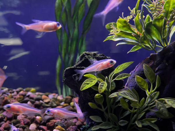 White Neon Tetra