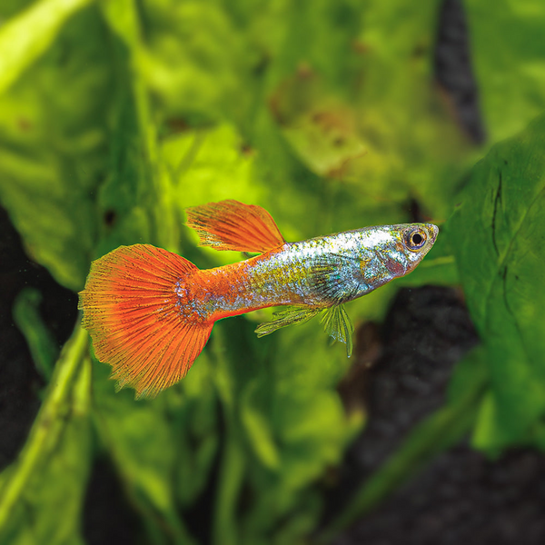 Platinum Redtail Guppy Male
