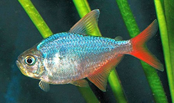 Red & Blue Colombian Tetra