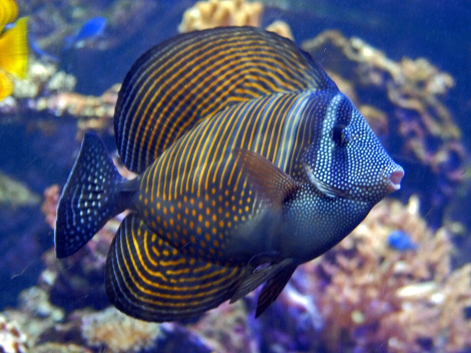 Desjardini Sailfin Tang Red Sea - Medium product photo 1