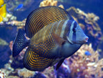 Desjardini Sailfin Tang Red Sea - Medium product photo 1