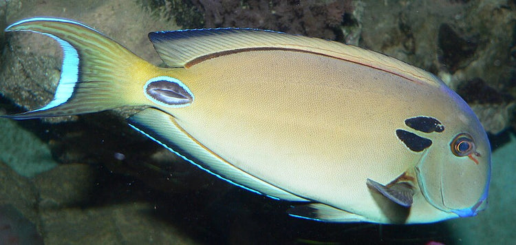 Lavender Forktail Tang - Small product photo 1