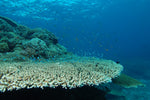 Blueberry Blast Hydnophora Coral - Frag product photo 2