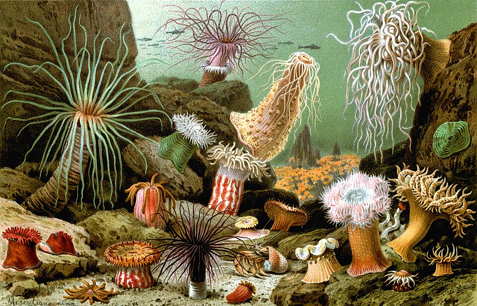 Haitian Pink Tip Anemone - Medium product photo 1