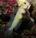 Orange Spot Prawn Goby - Medium product photo 1