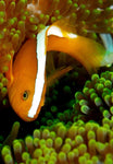 Orange Skunk Clownfish Tank Raised - Small product photo 1