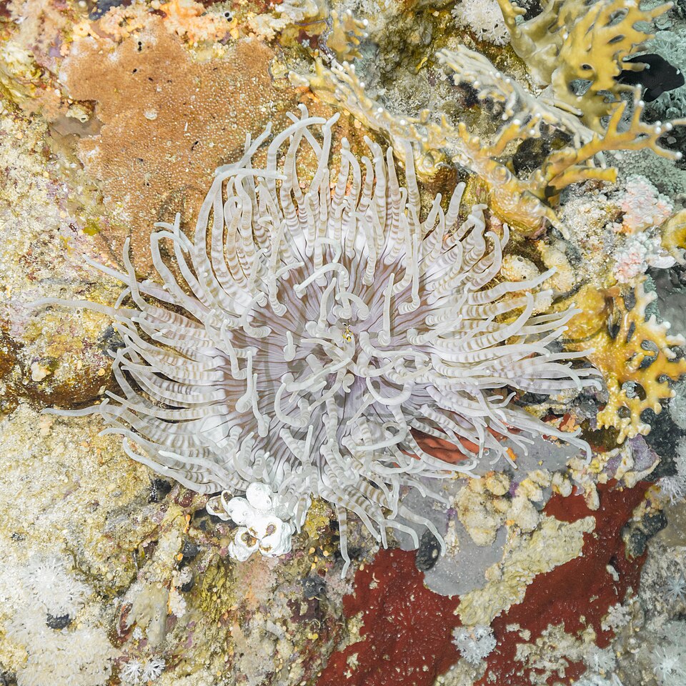 Decorator Crab - Medium product photo 3