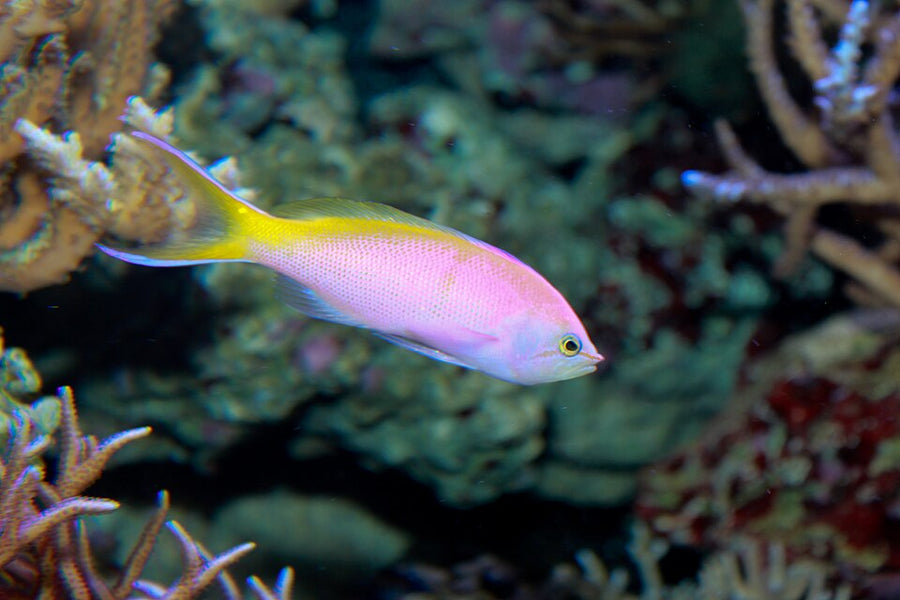 Bartlett's Anthias - Medium