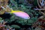 Bartlett's Anthias - Medium product photo 1