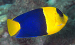 Yellowfin Pygmy Angel - Medium product photo 3