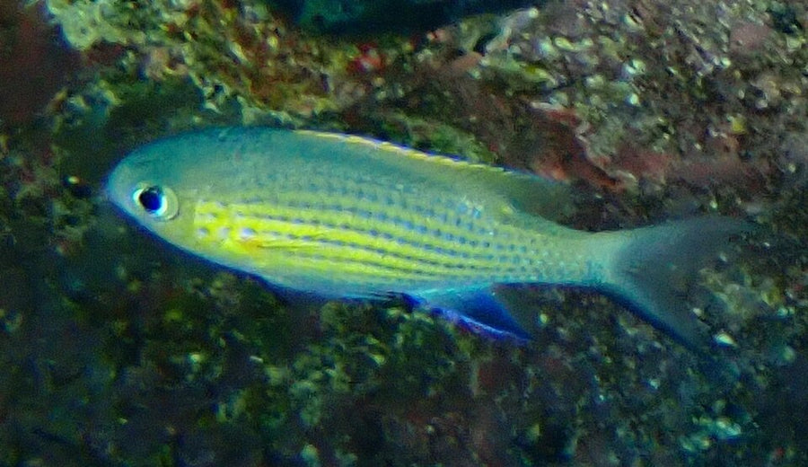 Agile Chromis - Medium