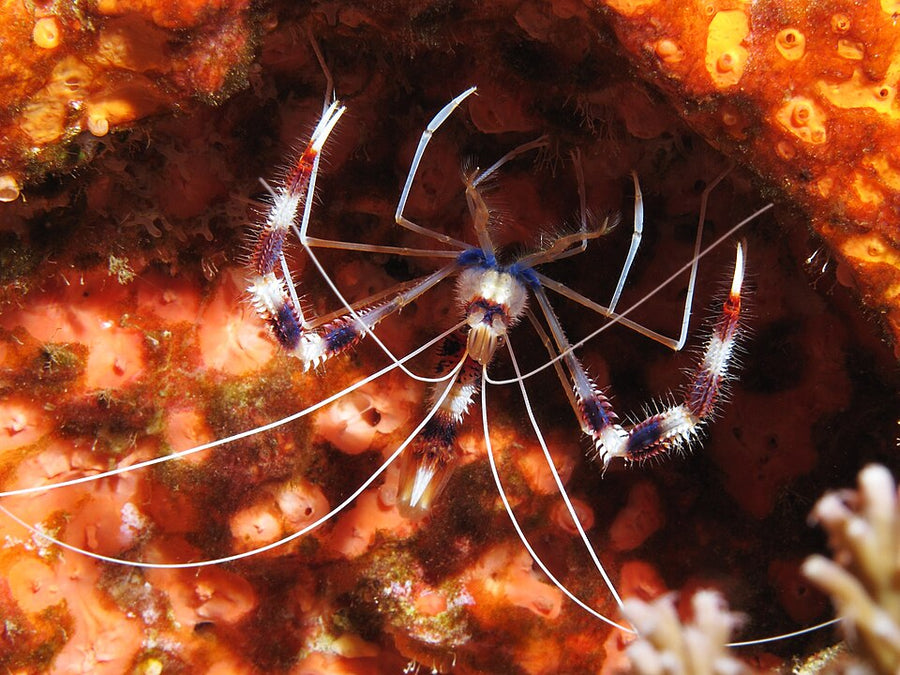 Gold Coral Banded Shrimp - Small