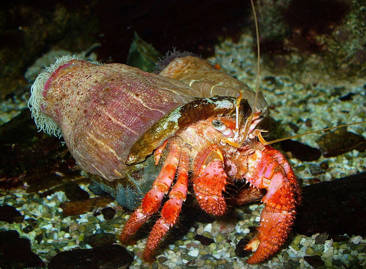 Blue Leg Hermit Crab - Small product photo 1