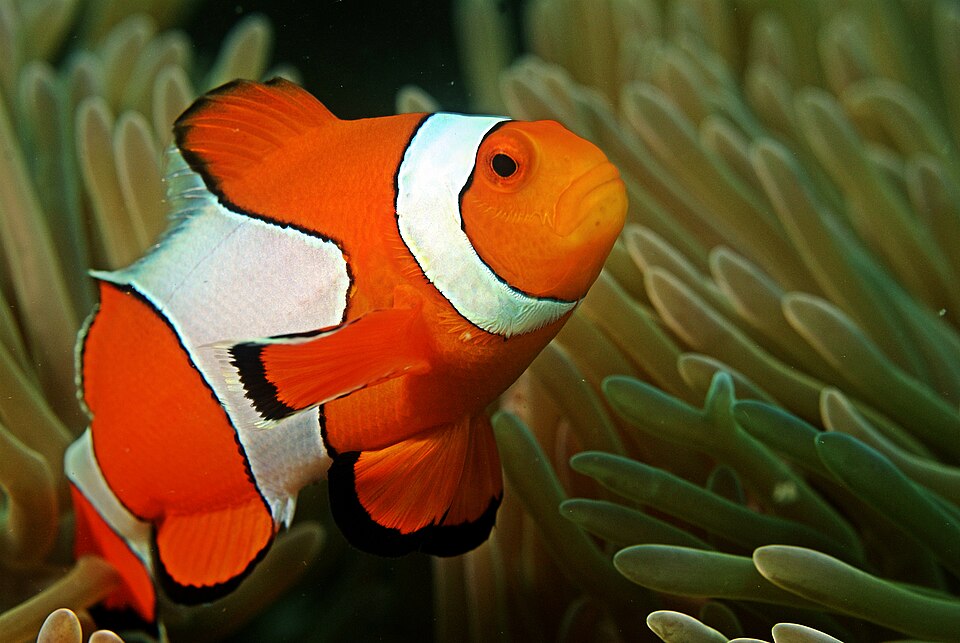 Designer Clownfish Pair Pack product photo 1