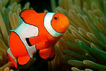 Ocellaris Clownfish Pair Pack product photo 1