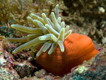 Condylactus Anemone - Medium product photo 1