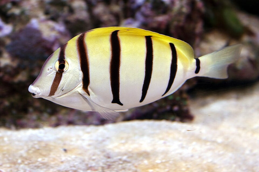 Convict Tang - Small