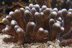 Burning Banana Stylophora Coral - Frag product photo 1