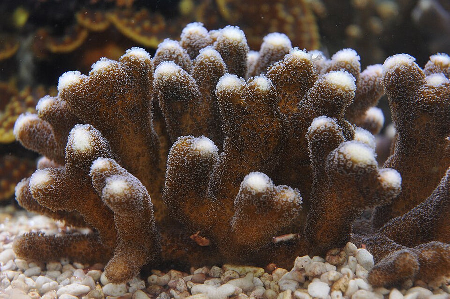 Firestone Stylophora Coral - Frag