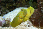 Ocellaris Clownfish Pair Pack product photo 2