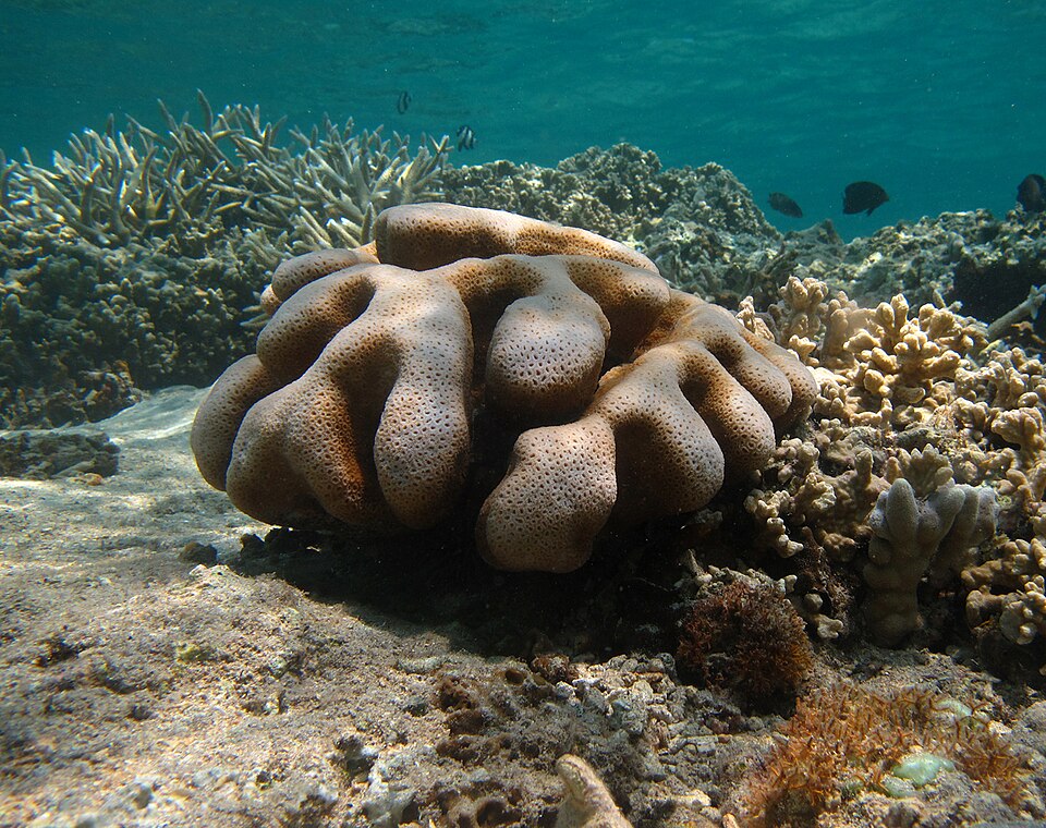 Burning Banana Stylophora Coral - Frag product photo 2