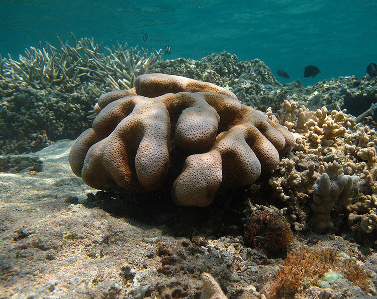 Burning Banana Stylophora Coral - Frag product photo 2