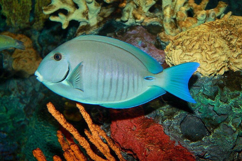 Purple Tang - Small product photo 2