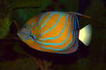 Blue Ring Angel Juvenile - Medium product photo 1