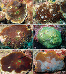 Hollywood Stunner Chalice Coral Aquacultured - Frag product photo 1