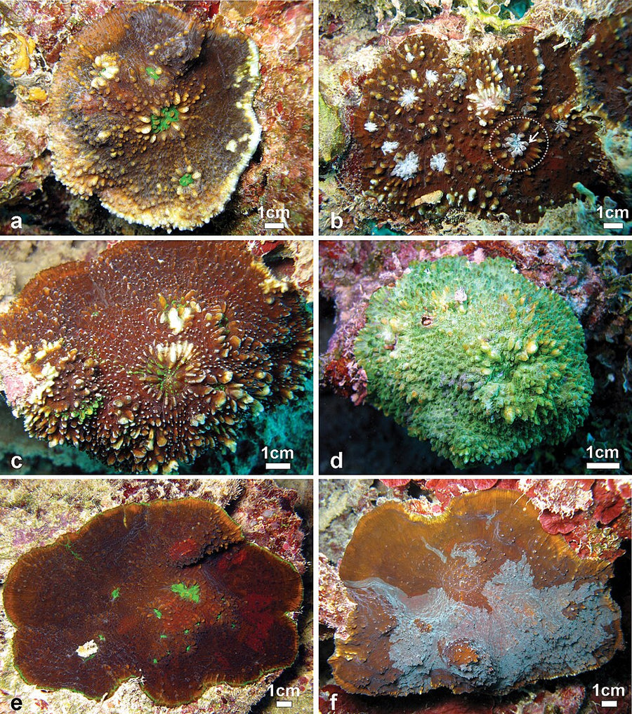Green Eye Chalice Coral - Medium
