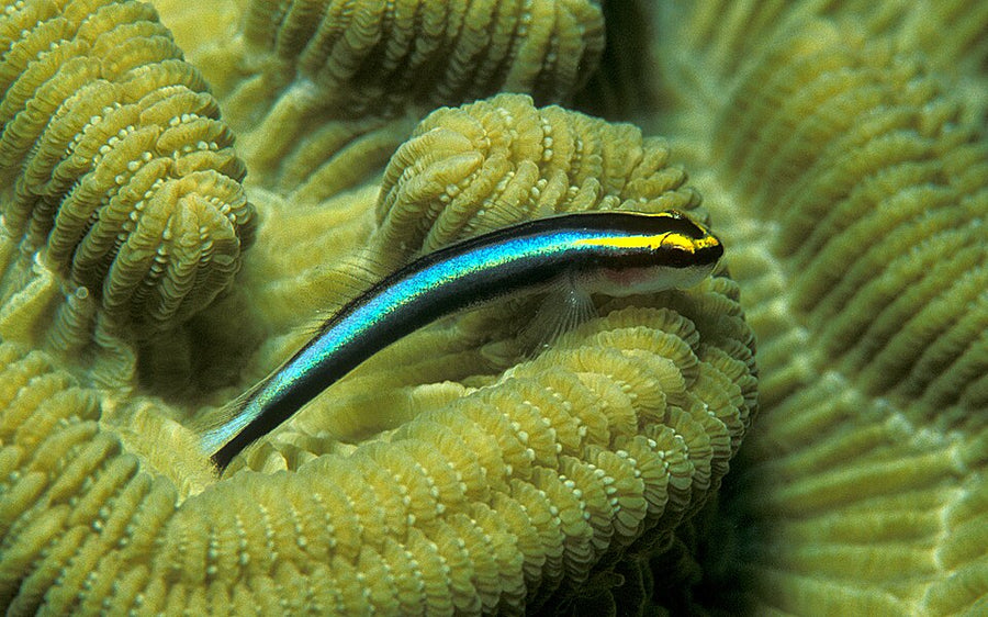 Tiger Goby Tank Raised - Small