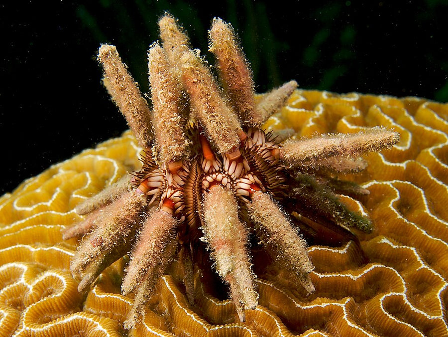 Pencil Sea Urchin - Medium