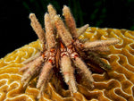 Pencil Sea Urchin - Medium product photo 1