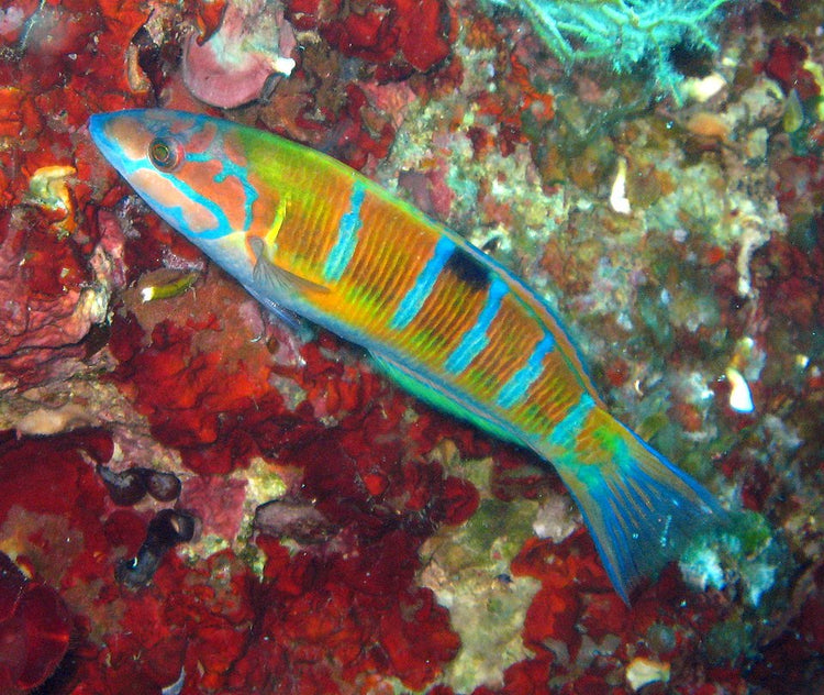 Blue Head Wrasse - Medium product photo 2