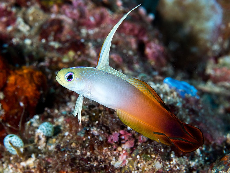 Purple Firefish - Small product photo 1