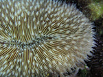 Firestone Stylophora Coral - Frag product photo 2