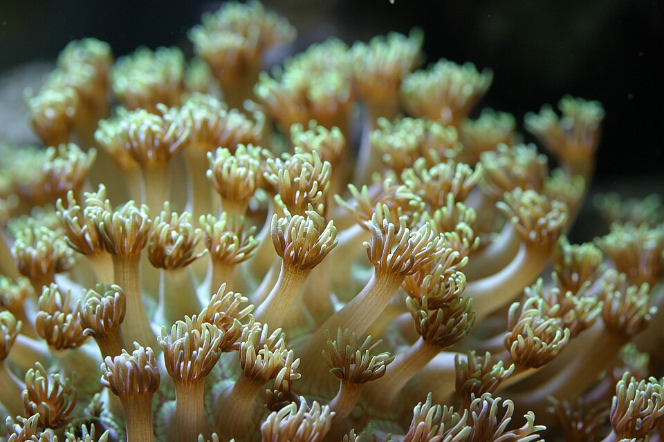 Fruit Loop Micro Goniopora Coral - Frag product photo 1