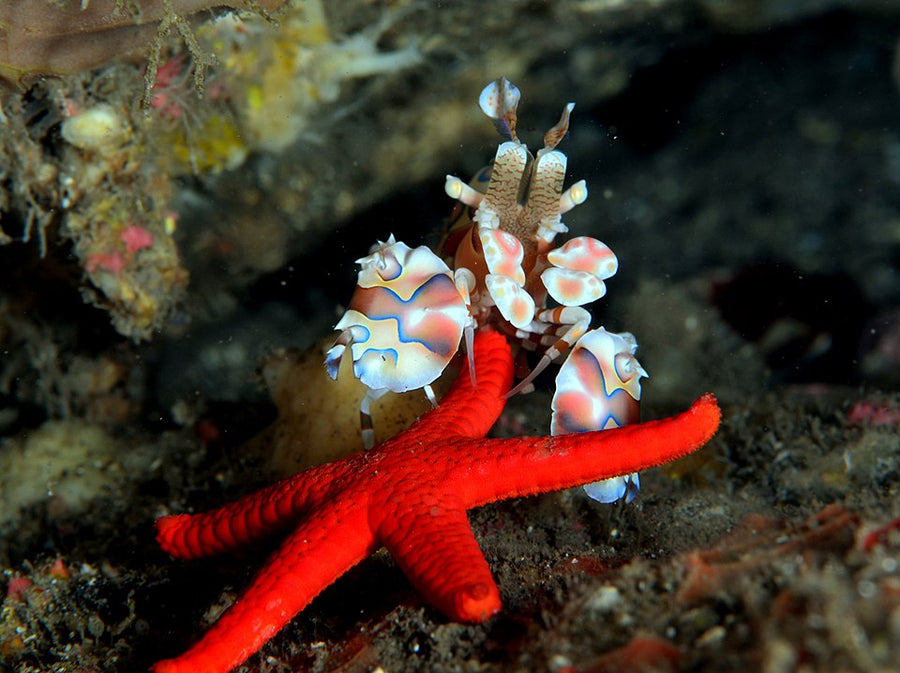 Harlequin Shrimp
