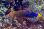 Asfur Angel Red Sea - Medium product photo 3