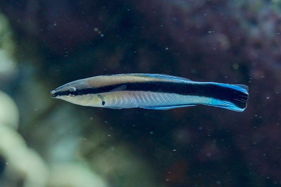 Cleaner Wrasse - Small product photo 1