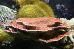 Cynarina Lacrymalis - Small product photo 3