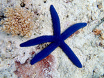 Bubble Anemone - Medium product photo 3