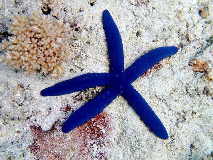 Bubble Anemone - Medium product photo 3