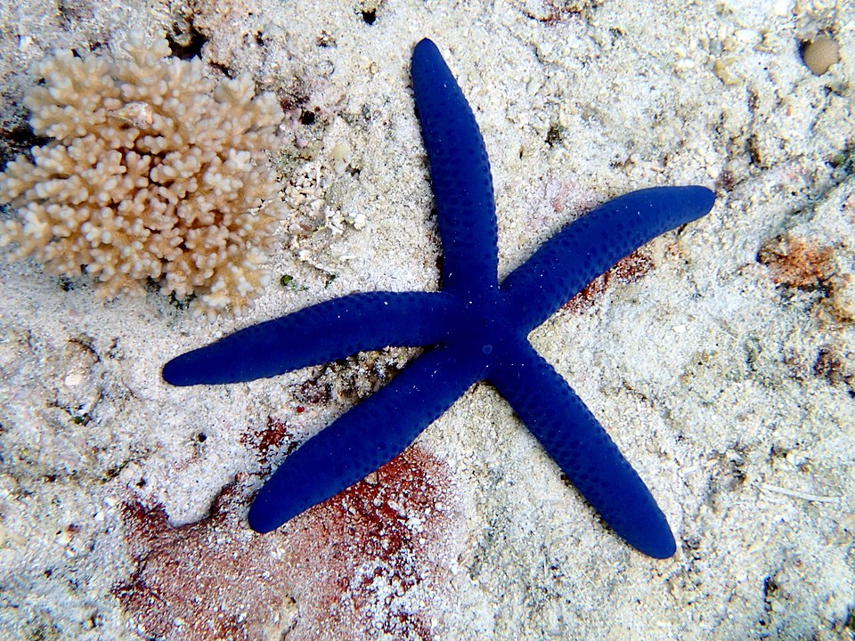 Blue Linckia Starfish - Small product photo 1