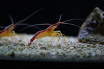 Haitian Pink Tip Anemone - Medium product photo 2