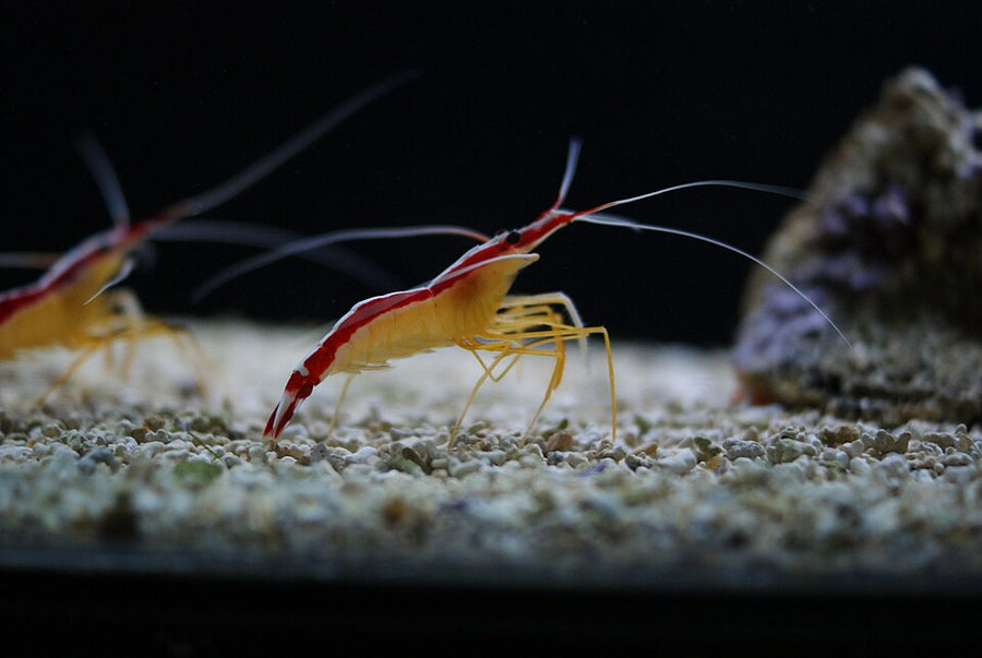Reef Shrimp Duo Pack