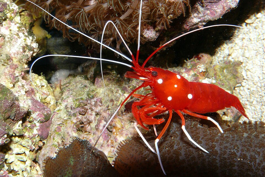Fire Shrimp - Large